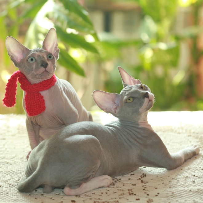 Two Sphynxes looking up