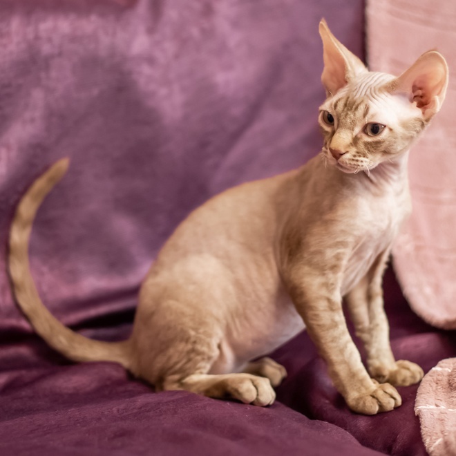 A striped Sphynx sitting on a purple sofa