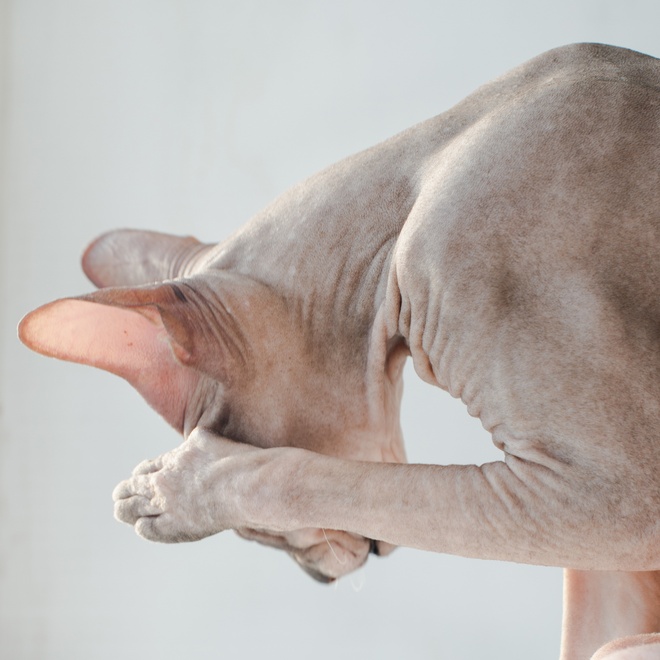 A grooming Sphynx