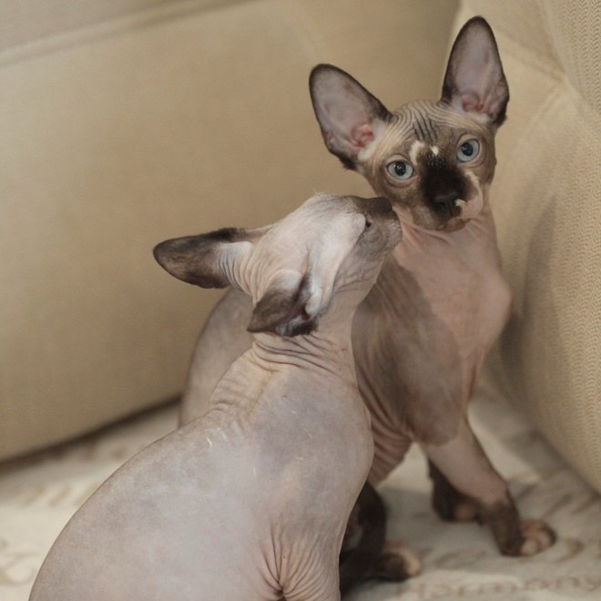 Two Sphynxes grooming themselves