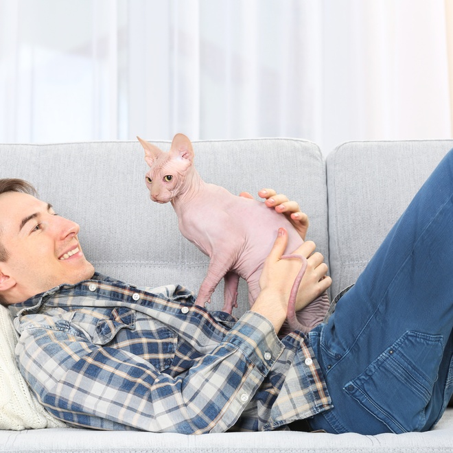 A Sphynx sitting on its owner