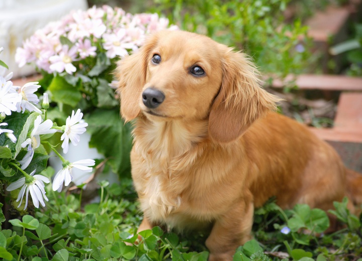 A long-haired Dachshund next to white flowers