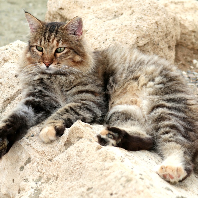 Eine Tiffany Katze, die auf einem Felsen liegt