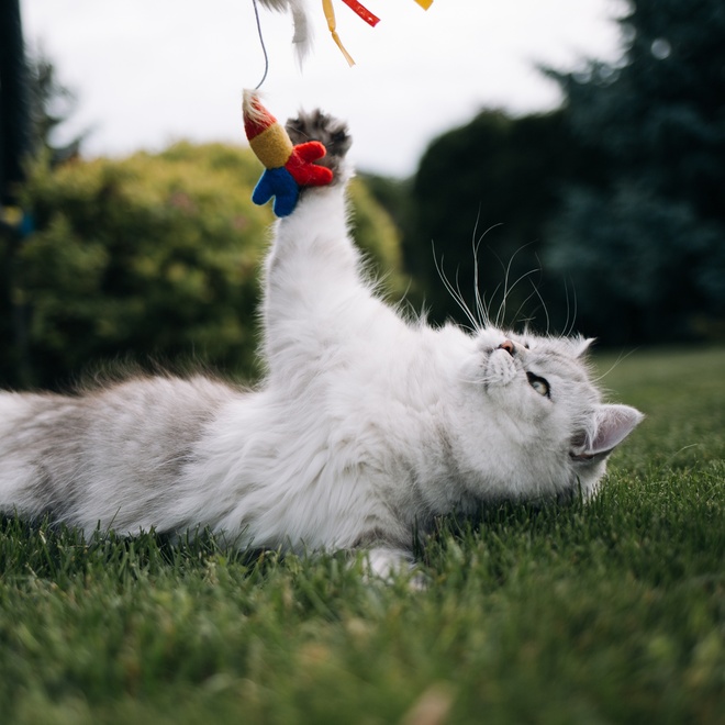 Eine Tiffany Katze liegt auf dem Rücken und spielt mit einem Spielzeug