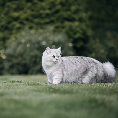 a tiffany in the grass