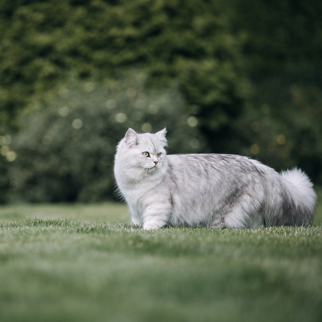 Eine Tiffany Katze im Gras