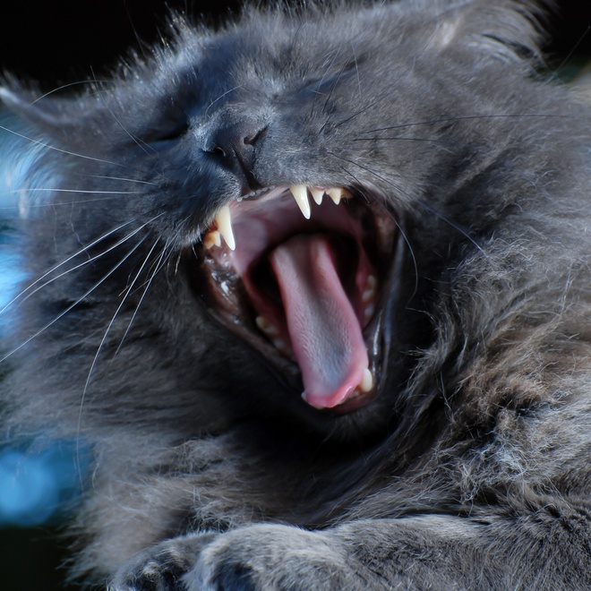 Porträt einer grauen Tiffany Katze, die den Mund weit aufreißt