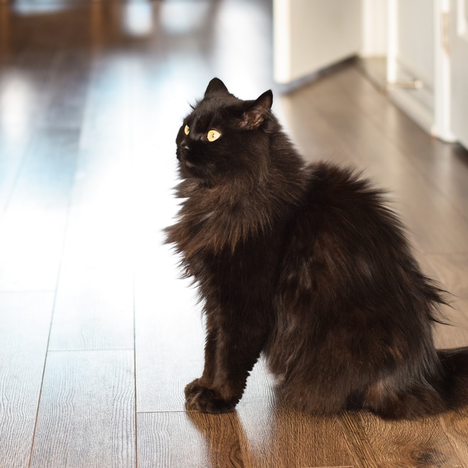 Eine Tiffany Katze sitzt auf einem Parkettboden