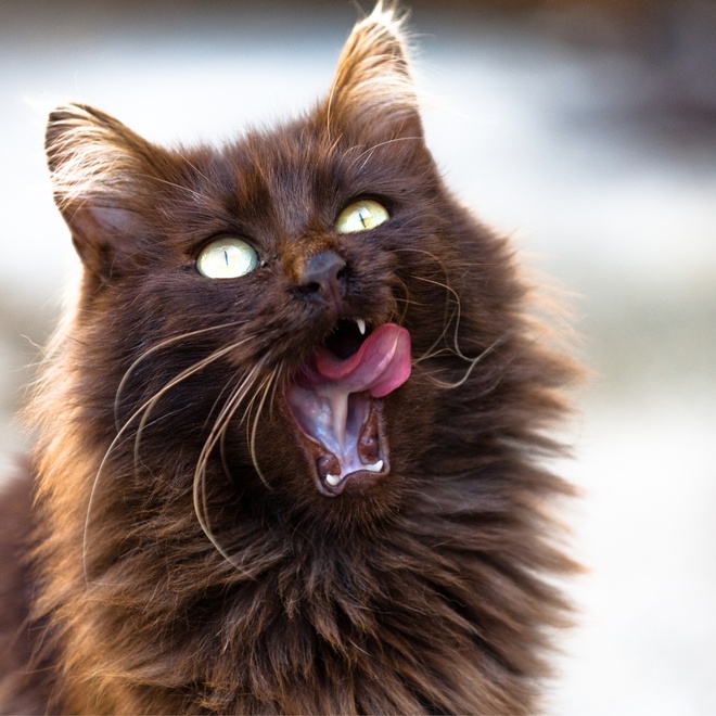 Eine Tiffany Katze, die ihren Mund öffnet und ihre Zunge herausstreckt