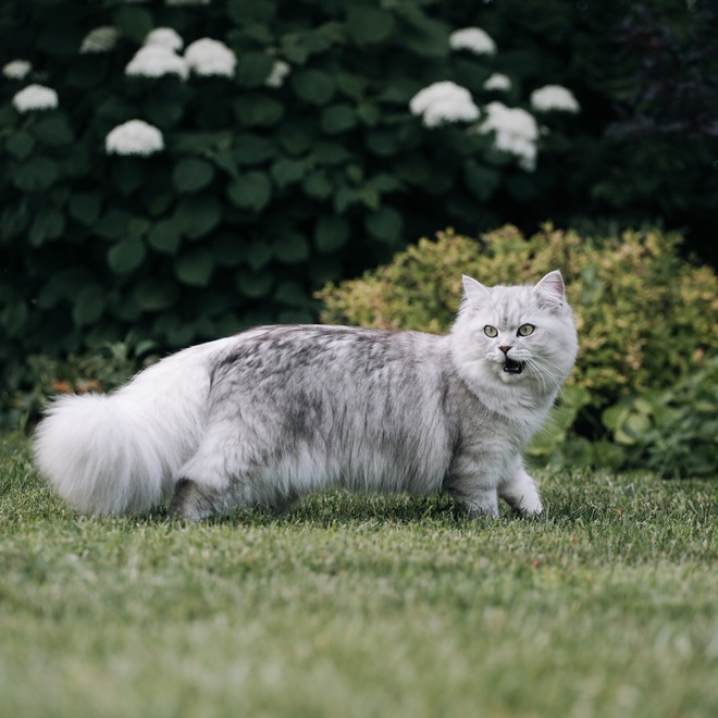 Eine graue Tiffany Katze, die im Gras spazieren geht