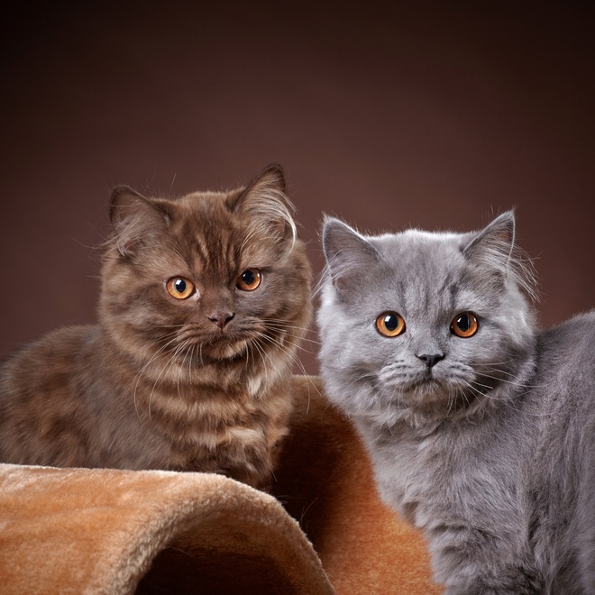 Zwei Tiffany Katzen nebeneinander