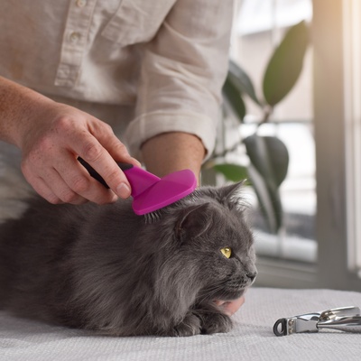 a tiffany being brushed
