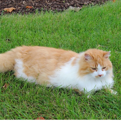 a light-coated tiffany lying in the grass