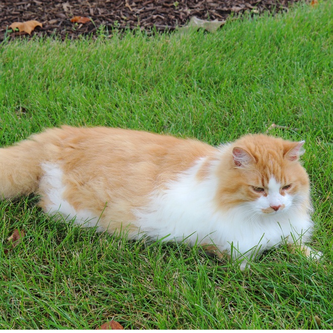 Eine hellhaarige Tiffany Katze liegt im Gras