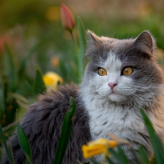 Porträt einer Tiffany Katze zwischen den Blumen