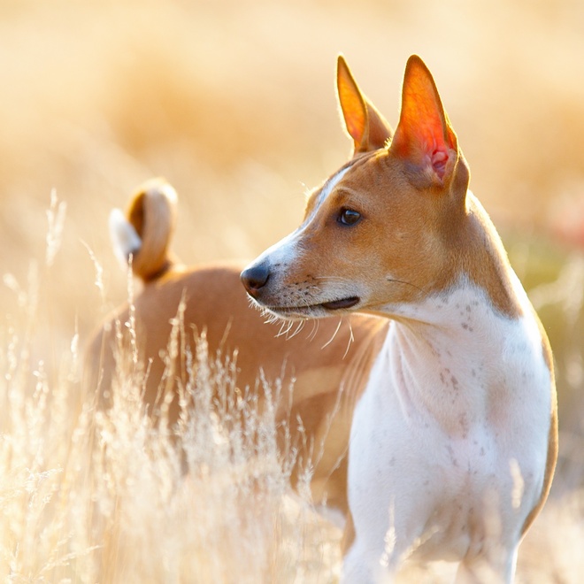 A Basenji standing in tall grass