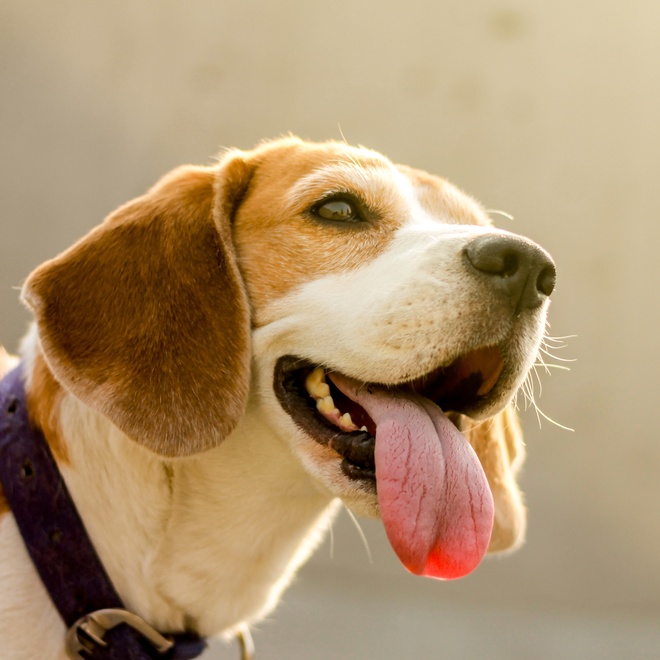 A Beagle-Harrier sticking out its tongue