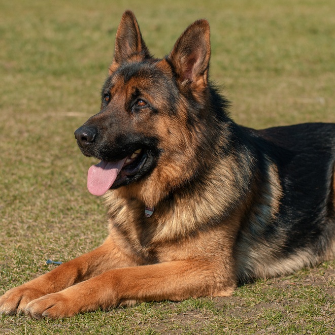 A German Shepherd sitting in the grass