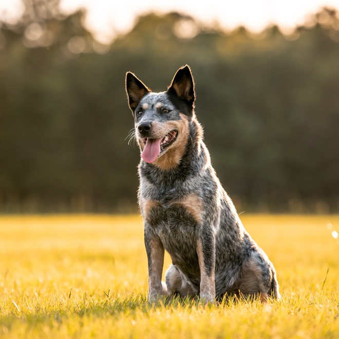 An Australian Cattle Dog sitting in the grass