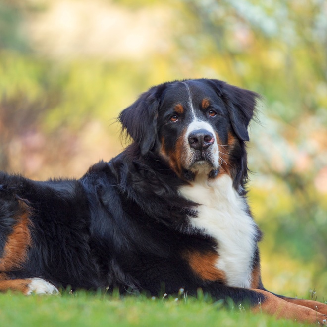 A black, white and brown Bernese Mountain Dog lying on the grass