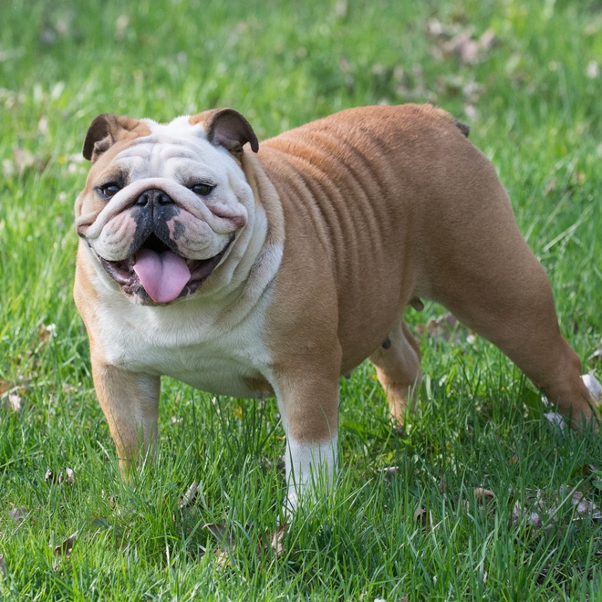 A beautiful beige Bull dog standing in the grass