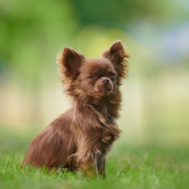 A brown Chihuahua sitting on the grass