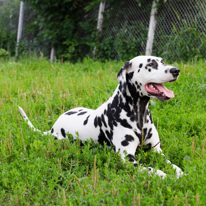 Dalmatian lying on the grass
