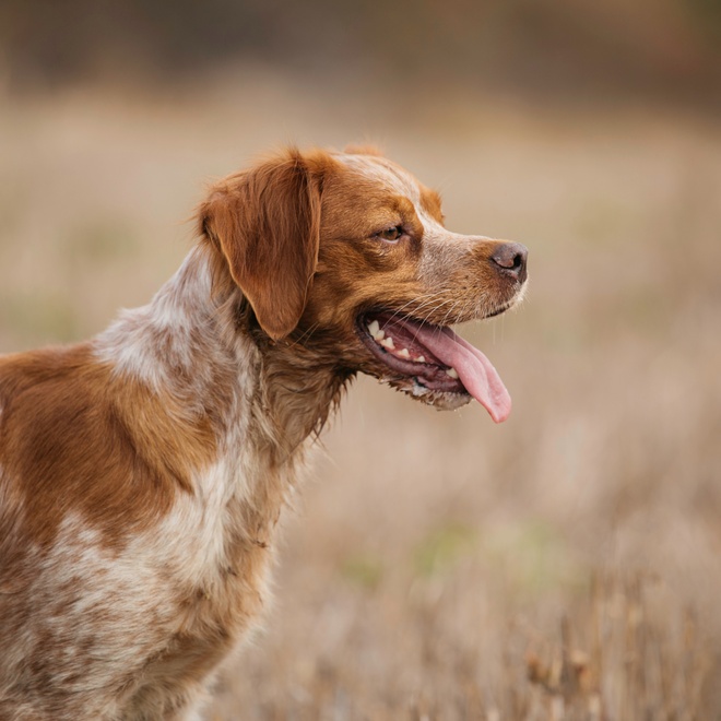 A Brittany spaniel in profile