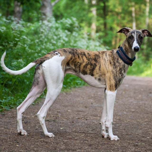 A short-haired greyhound in a forest