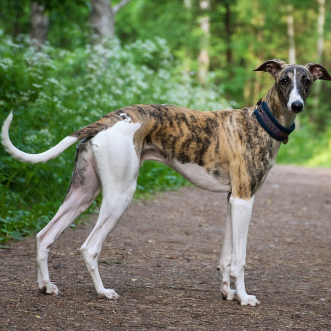 A short-haired greyhound in a forest