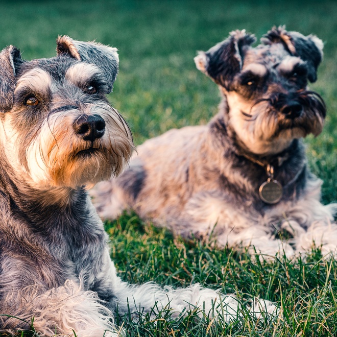 Two Schnauzers lying on the grass