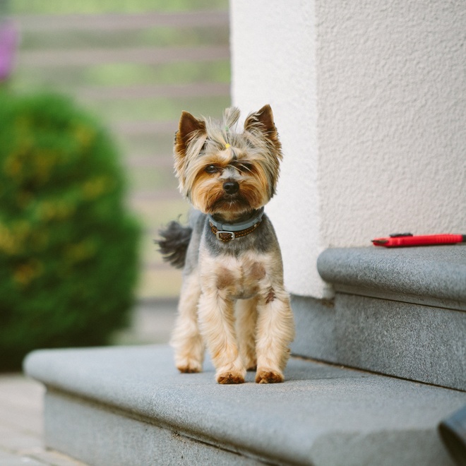 A Yorkshire cub standing on the steps of a house