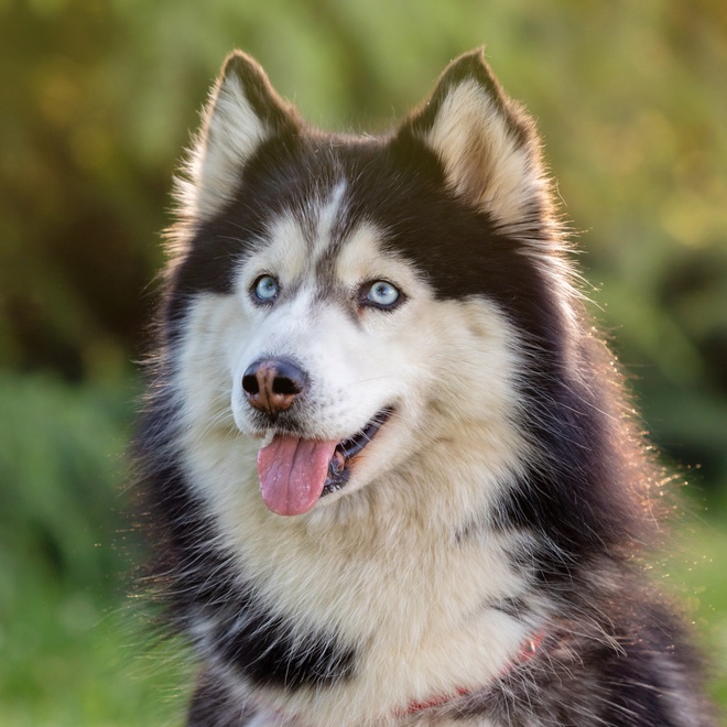 Portrait of a Siberian Husky