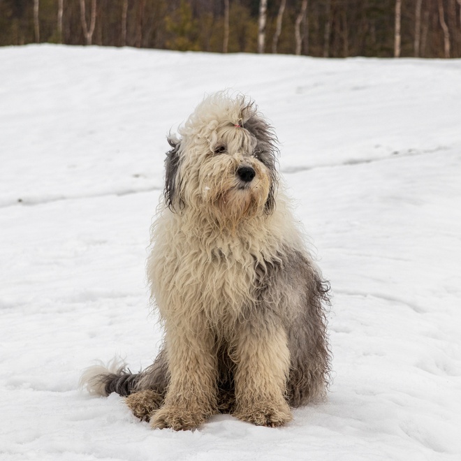 an old english sheepdog sitting in the snow