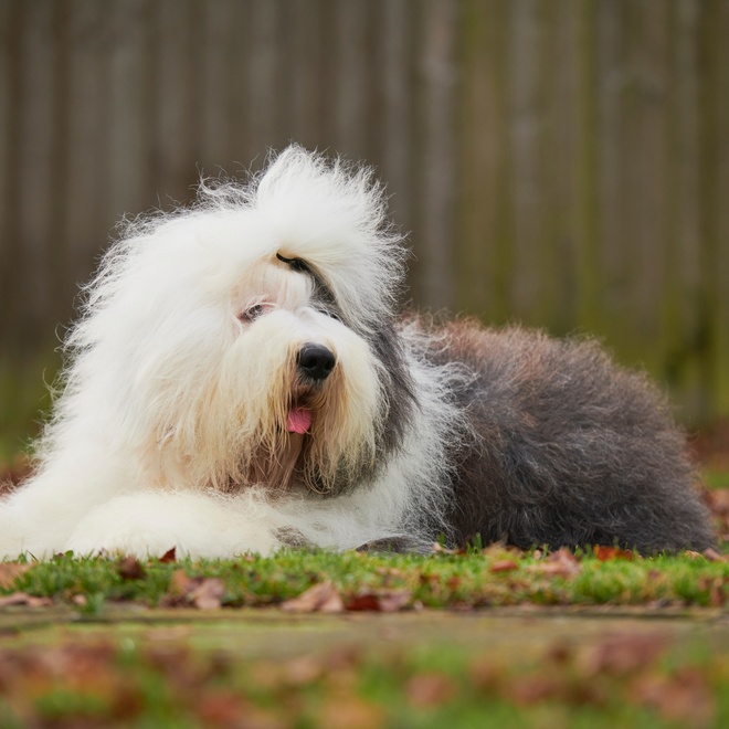 an old english sheepdog lying in the grass