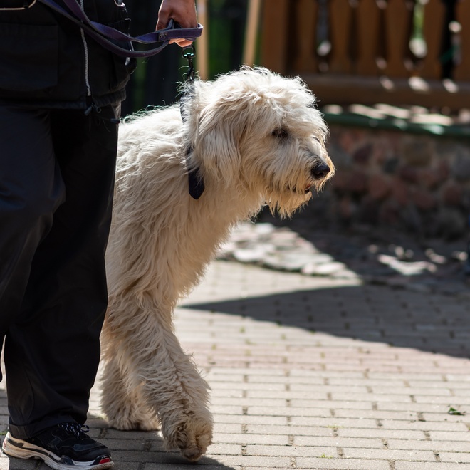 a bobtail on a lead walking very close to its owner