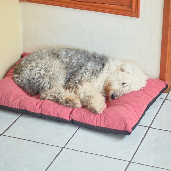 an old english sheepdog lying on its cushion