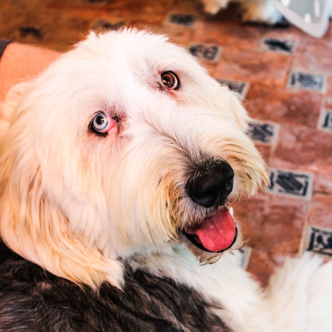 an old english sheepdog raising its head towards something