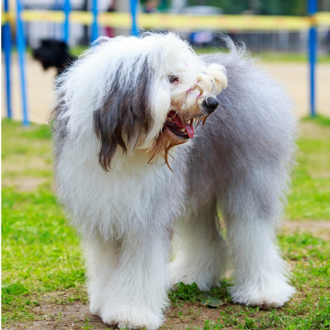 an old english sheepdog with wet hair around the muzzle