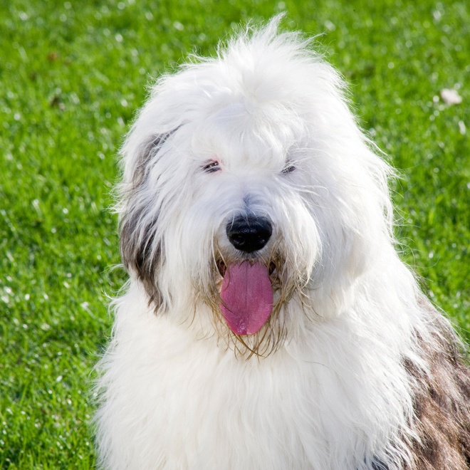 portrait of a bobtail who sticks out his tongue