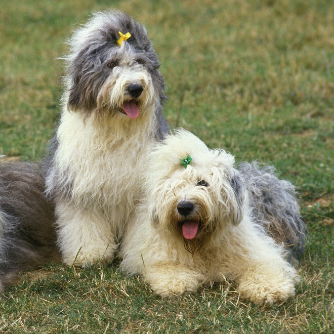 two bobtails sitting side by side on the grass