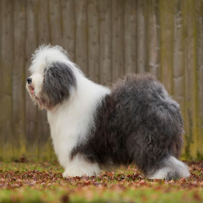 an old english sheepdog in profile, with a white and grey coat