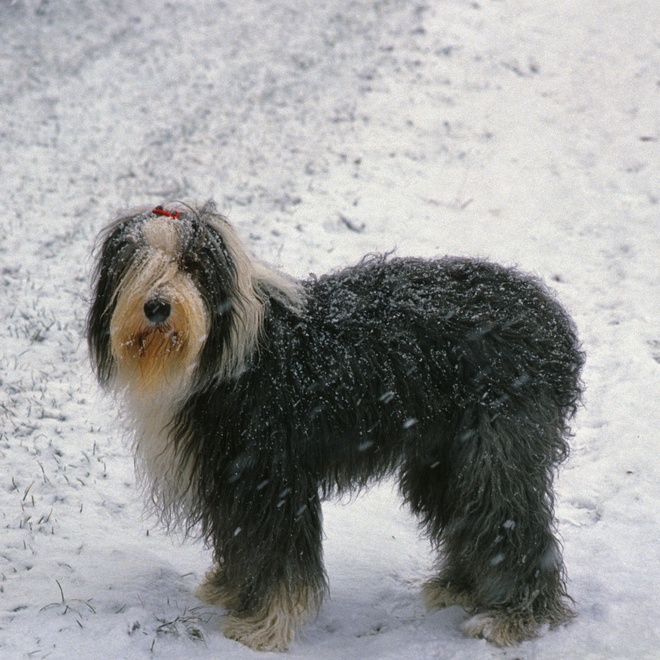 a bobtail in the snow