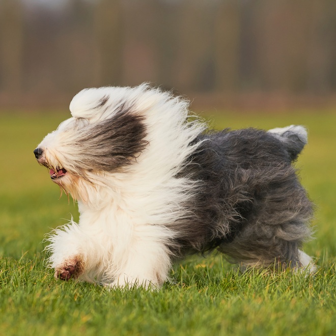 an old english sheepdog running through the grass
