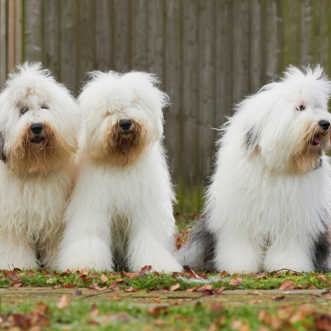 three bobtails sitting side by side