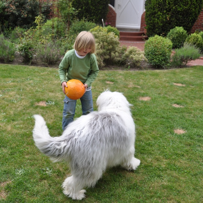 a bobtail playing in the garden with a child