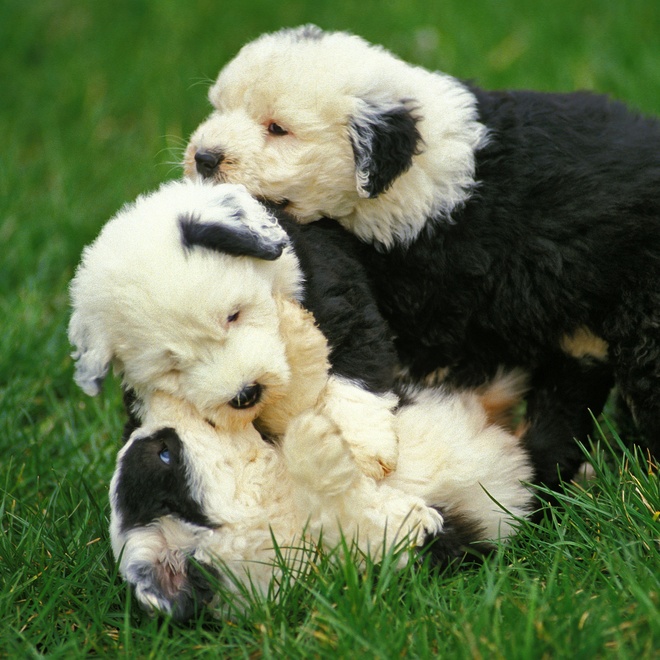 an old english sheepdog being hugged by two other bobtails