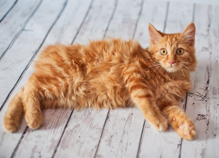 un bobtail japonais roux allongé au sol