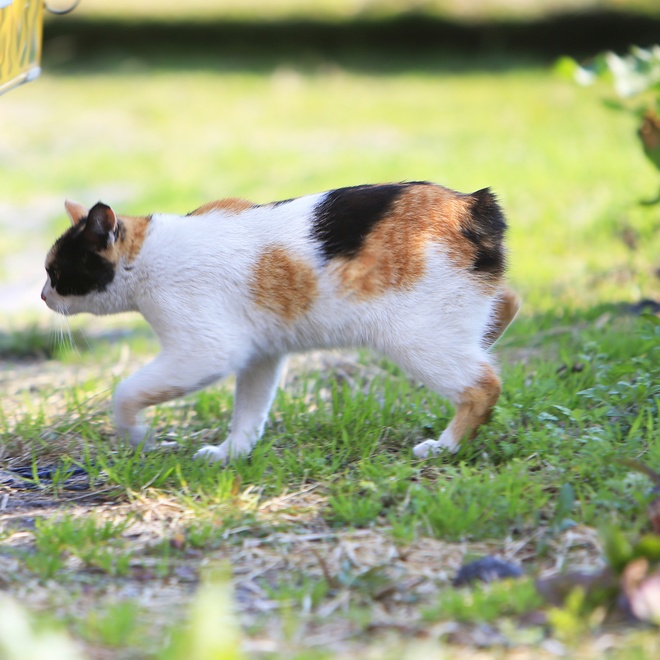 Eine Japanese Bobtail, die einen Garten erkundet