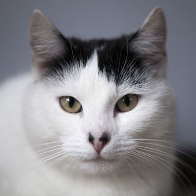 un portrait d'un bobtail japonais noir et blanc